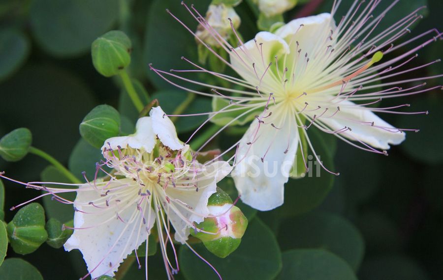 fiori Di Capperi