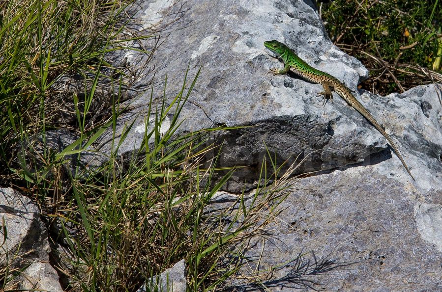 lucertola Salentina