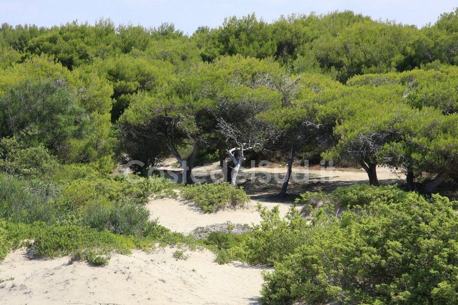 macchia Mediterranea E Pineta