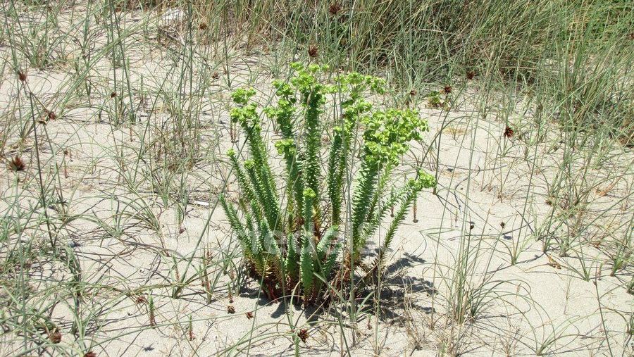 pianta Mediterranea